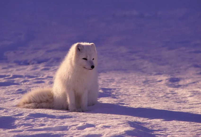 Hilarious animal videos and GIFs to brighten your day.