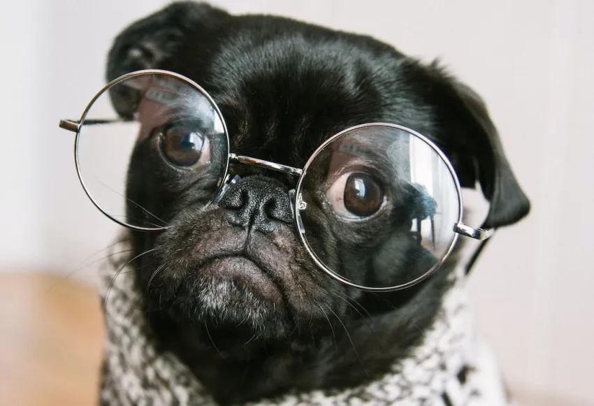 45 funny quotes and humor-filled memes to relieve stress.