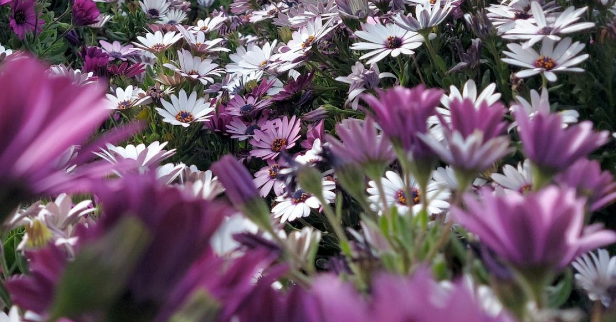 "Arabic calligraphy depicting love quotes for passionate inspiration."