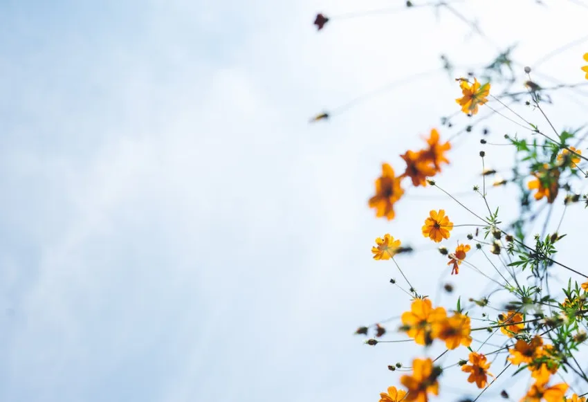 Discover peace with 25 mindfulness quotes for self-care.