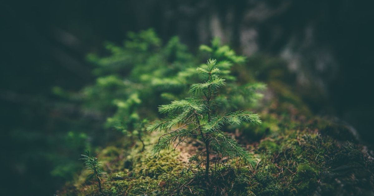 Mindfulness quotes to nurture your well-being and inspire positivity.