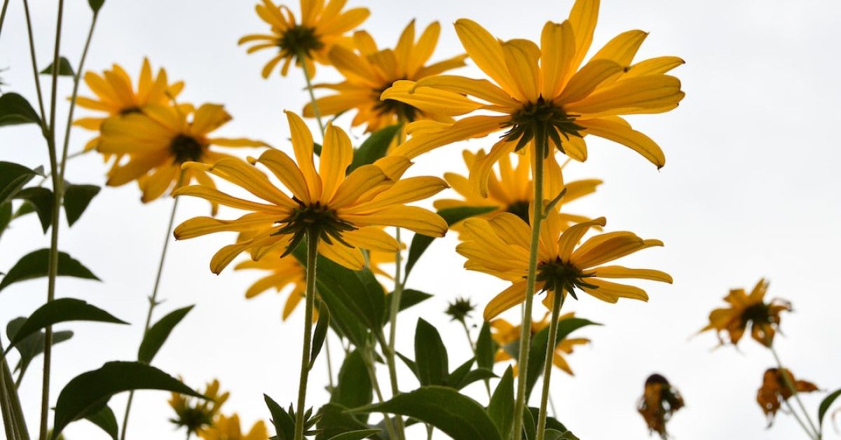 Image: Celebrate friendship with best friends day quotes.