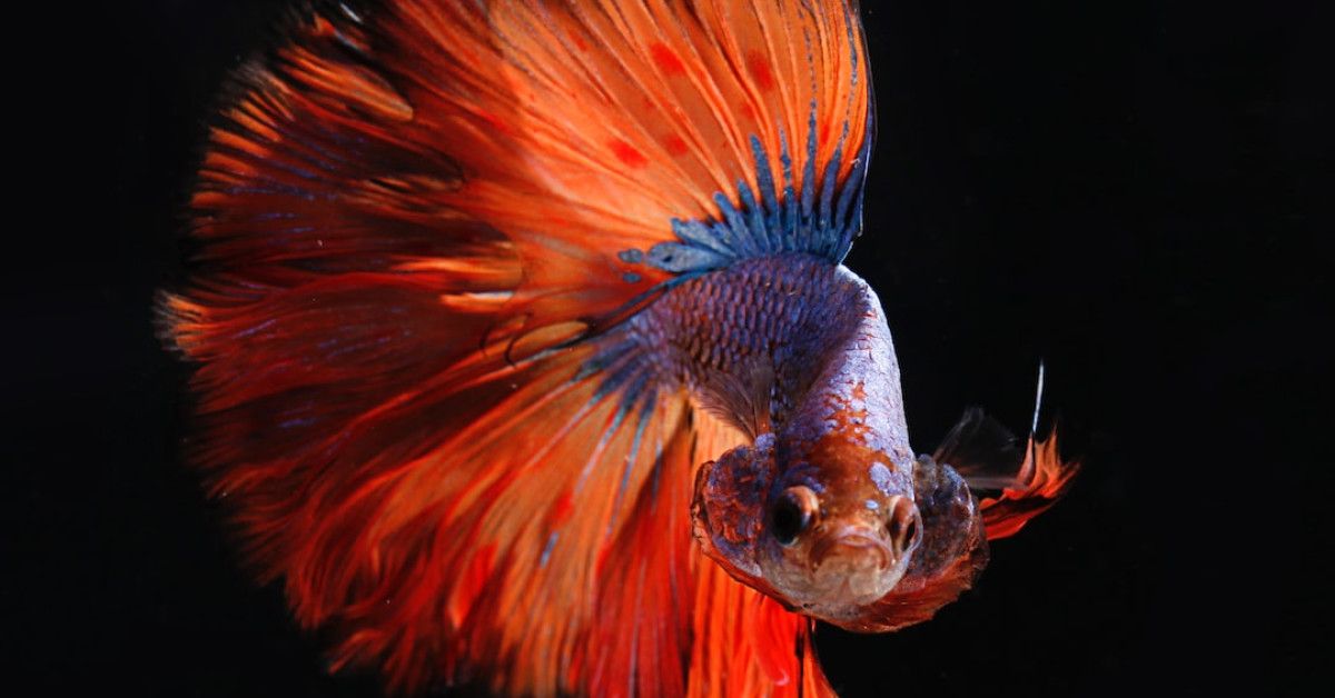 Discover 55 mindfulness quotes for inner peace and transformation.