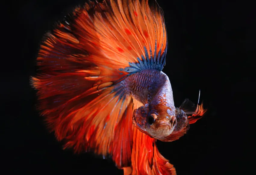 Discover 55 mindfulness quotes for inner peace and transformation.